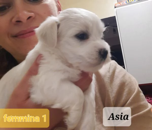 Cuccioli maltesi maschi e femmine pelo liscio e pelo riccio taglia piccola e mini toy  | Foto 3