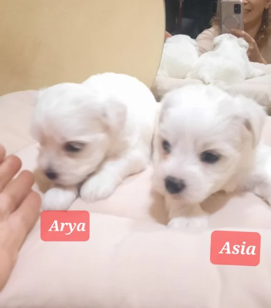 Cuccioli maltesi maschi e femmine pelo liscio e pelo riccio taglia piccola e mini toy  | Foto 2