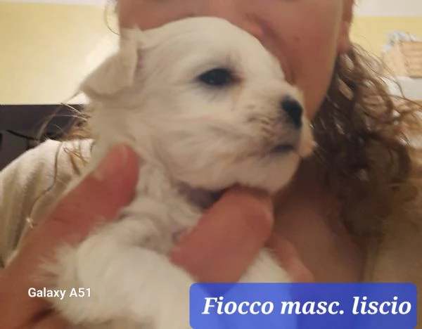 Cuccioli maltesi maschi e femmine pelo liscio e pelo riccio taglia piccola e mini toy  | Foto 1