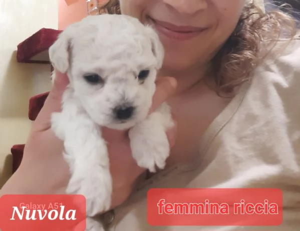 Cuccioli maltesi maschi e femmine pelo liscio e pelo riccio taglia piccola e mini toy  | Foto 0