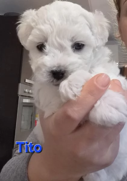 Cuccioli maltesi taglia piccola pelo riccio  | Foto 4