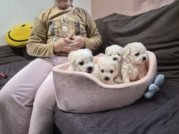 Cuccioli maltesi taglia piccola pelo riccio  | Foto 3