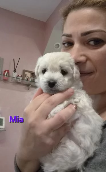 Cuccioli maltesi taglia piccola pelo riccio  | Foto 1