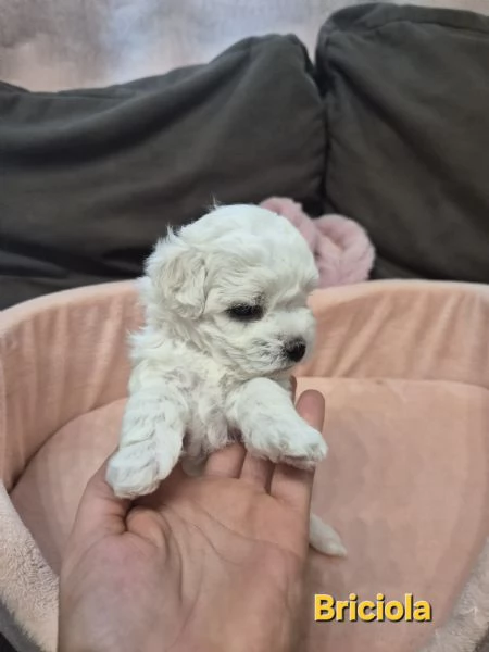 Cuccioli maltesi taglia piccola pelo riccio  | Foto 0