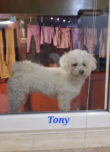 Cuccioli maltesi taglia minipiccola pelo riccio  | Foto 6