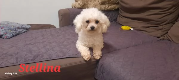 Cuccioli maltesi taglia minipiccola pelo riccio  | Foto 5