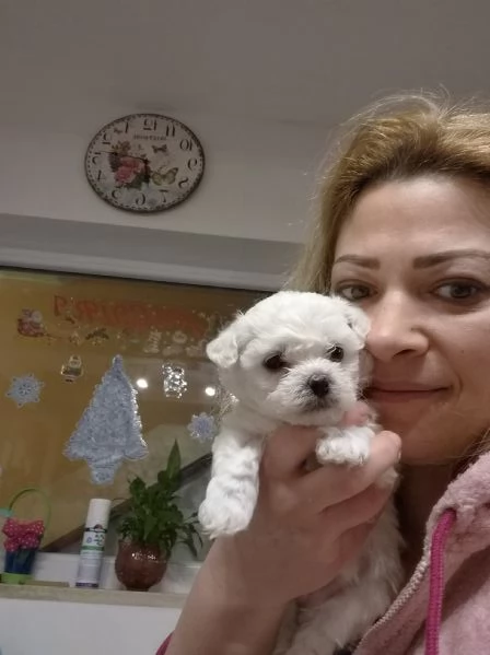Cuccioli maltesi taglia minipiccola pelo riccio  | Foto 4