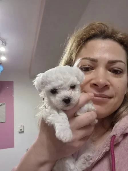 Cuccioli maltesi taglia minipiccola pelo riccio  | Foto 3