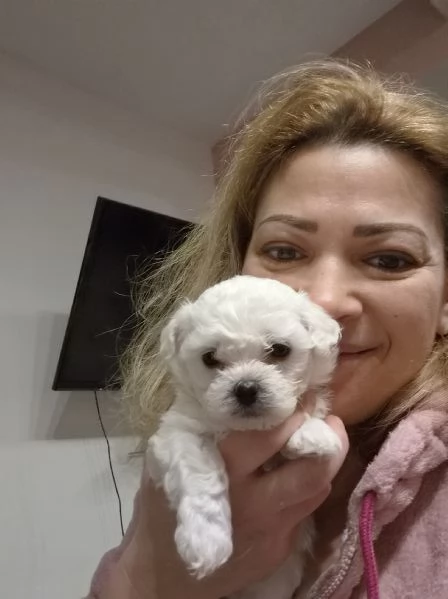 Cuccioli maltesi taglia minipiccola pelo riccio 