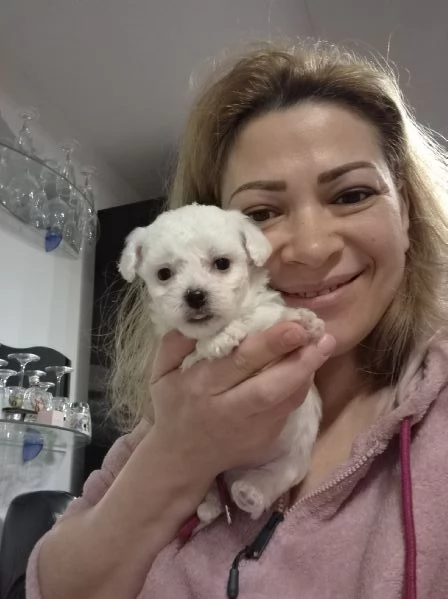 Cuccioli maltesi taglia minipiccola pelo riccio  | Foto 2