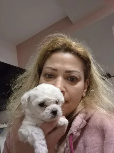 Cuccioli maltesi taglia minipiccola pelo riccio  | Foto 1