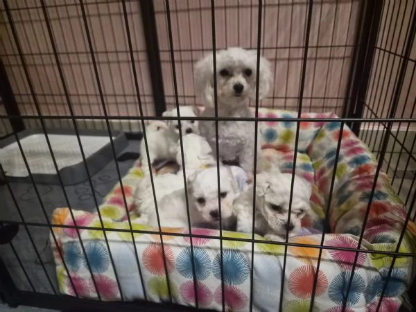 Cuccioli maltesi taglia minipiccola pelo riccio  | Foto 0