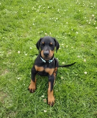 intelligenti cuccioli di dobermann