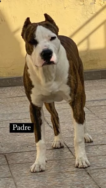 2 cucciole di pitbull  | Foto 2