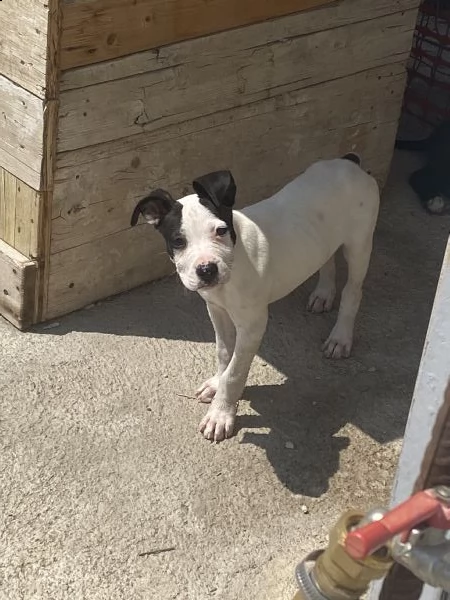 2 cucciole di pitbull  | Foto 1