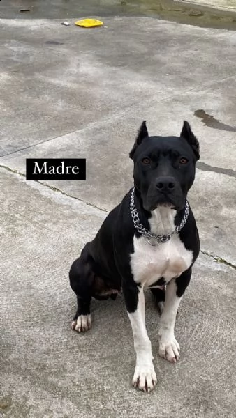 2 cucciole di pitbull  | Foto 0