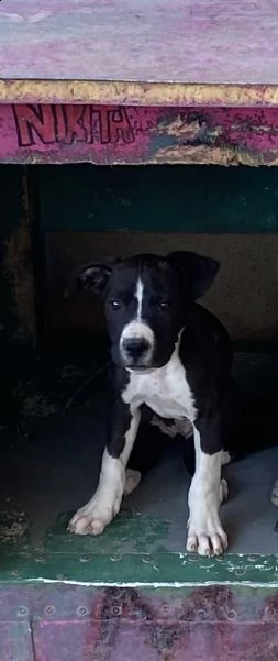 2 cucciole di pitbull 