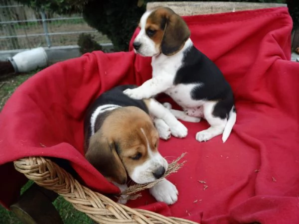 cuccioli beagle maschio e femmina | Foto 0