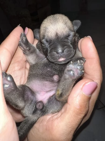 cuccioli di carlino  | Foto 1