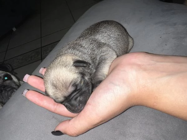 cuccioli di carlino  | Foto 0