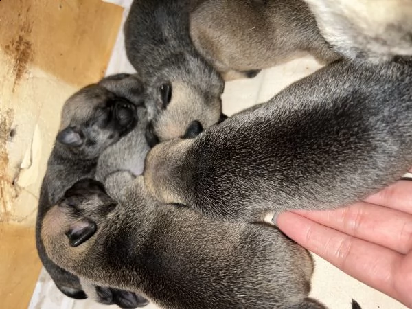 cuccioli di carlino 