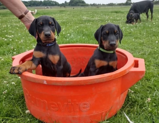 cuccioli di dobermann  italiano