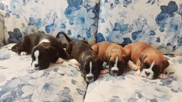 cuccioli di boxer con pedigree | Foto 6