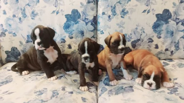 cuccioli di boxer con pedigree