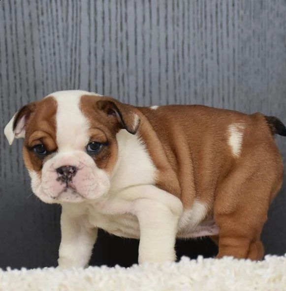 adorabili cuccioli di bulldog inglese