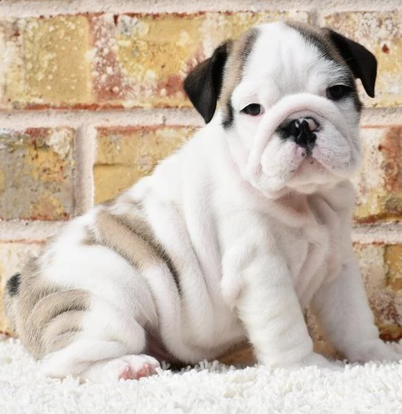 adorabili cuccioli di bulldog inglese | Foto 1