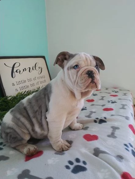 adorabili cuccioli di bulldog inglese | Foto 0