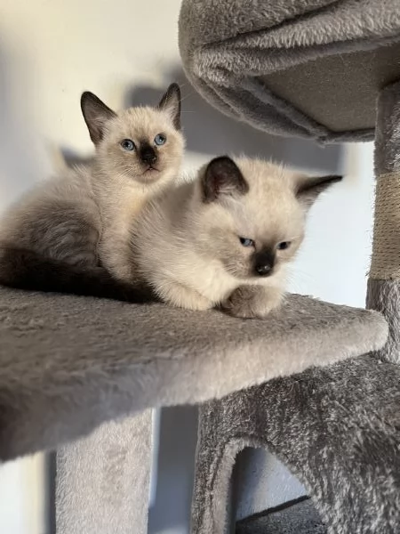 Gattini siamesi | Foto 6