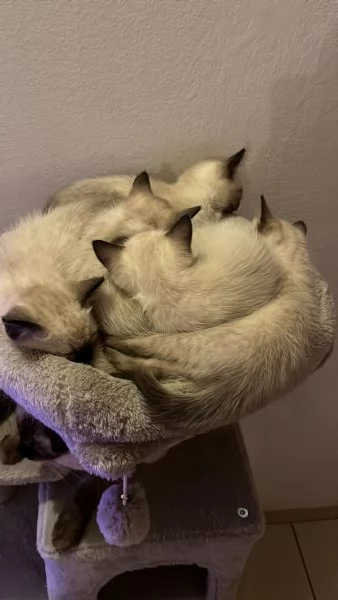 Gattini siamesi | Foto 5