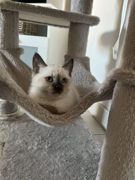 Gattini siamesi | Foto 4