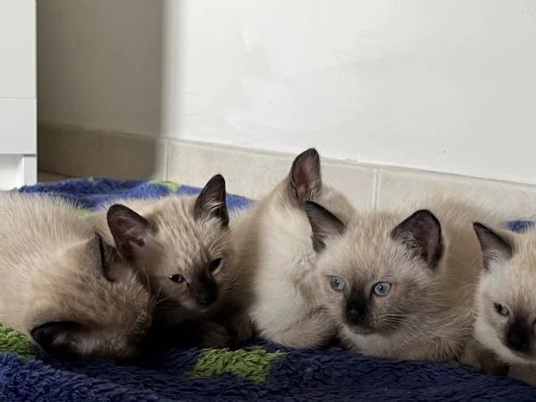 Gattini siamesi | Foto 3