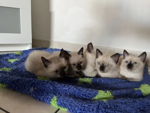 Gattini siamesi | Foto 2