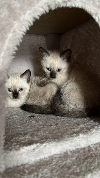 Gattini siamesi | Foto 1