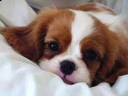 cuccioli cavalier king charles spaniel | Foto 0