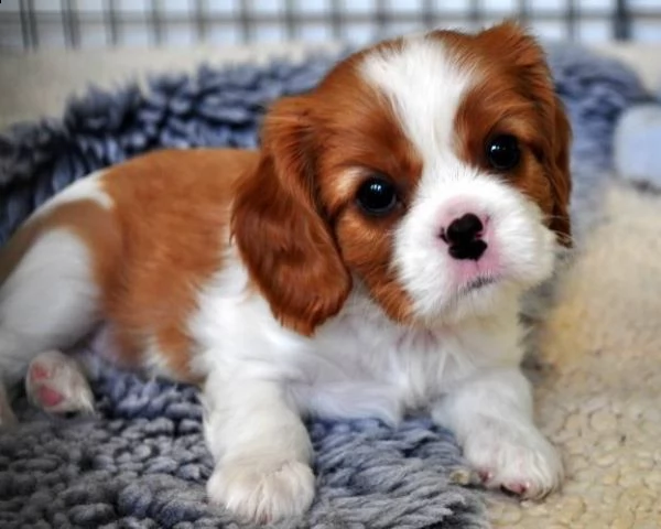 cuccioli cavalier king charles spaniel