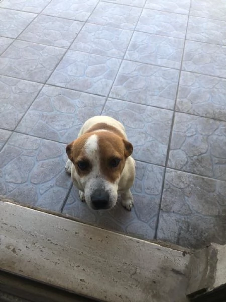 regalo jack russell  | Foto 1