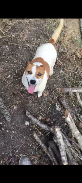 regalo jack russell  | Foto 0