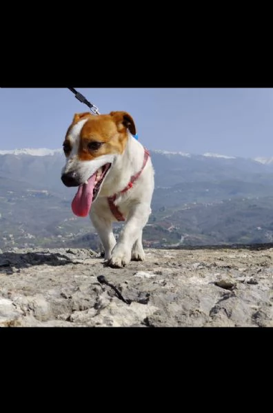 regalo jack russell 
