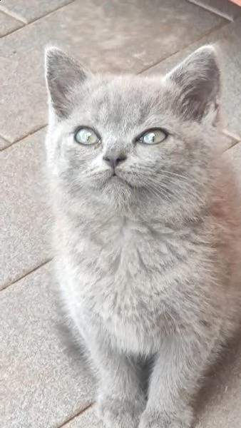 gattini british shorthair blu e gold  | Foto 0