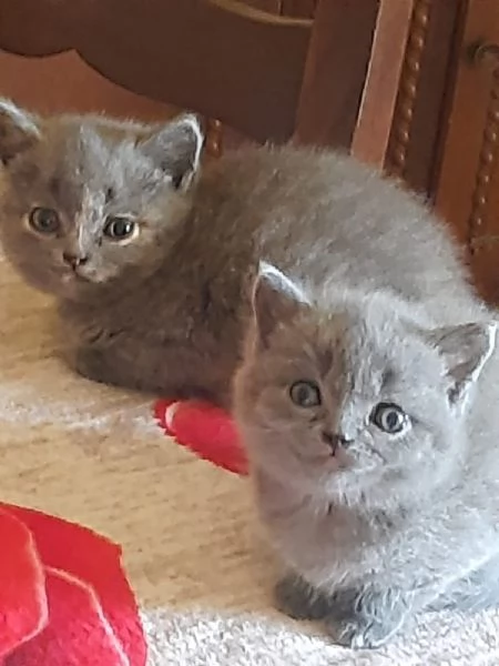 Adorabili British shortair  | Foto 6