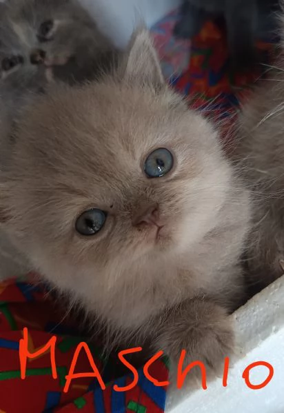 Adorabili British shortair 
