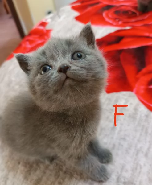 Adorabili British shortair 