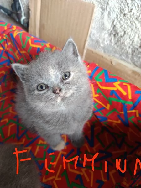 Adorabili British shortair  | Foto 5