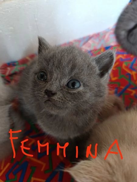 Adorabili British shortair  | Foto 4