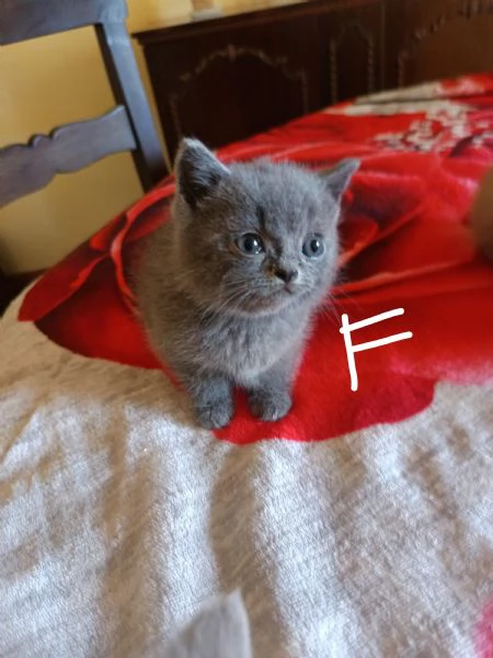 Adorabili British shortair  | Foto 3