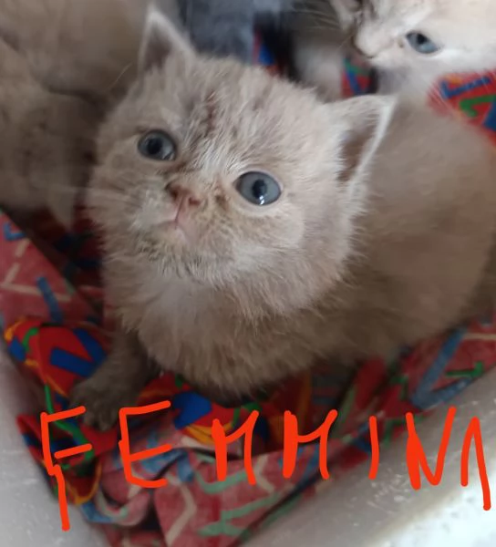 Adorabili British shortair  | Foto 3